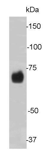 LMNB2 Antibody