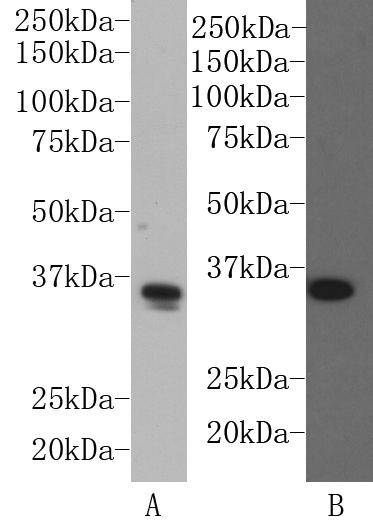 SOX2 Antibody
