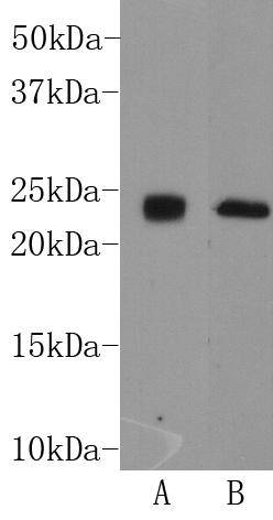 THY Antibody