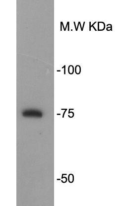 Prtm5 Antibody
