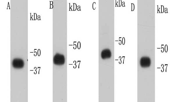 β-Actin Antibody