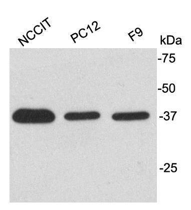 GAPDH Antibody