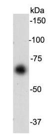 Serum Albumin Antibody