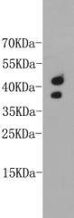 CD24 Antibody