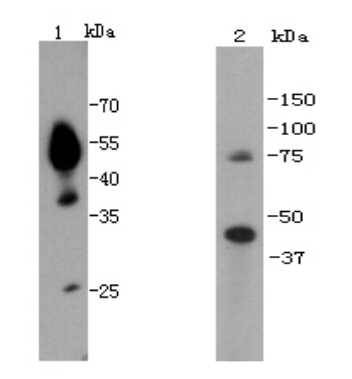 UTF1 Antibody