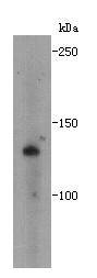 ZFX Antibody