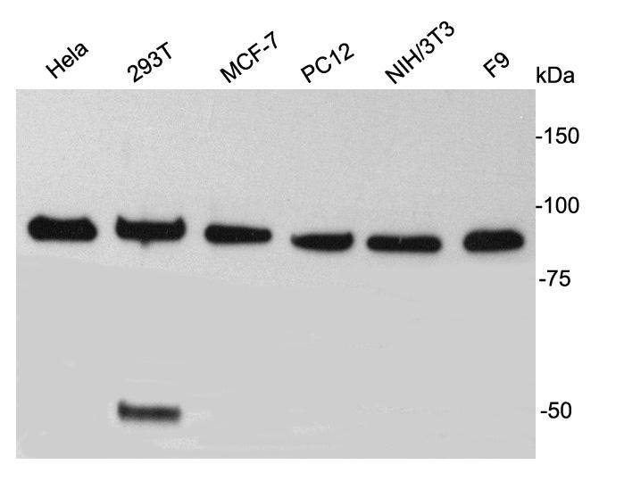 TBX3 Antibody