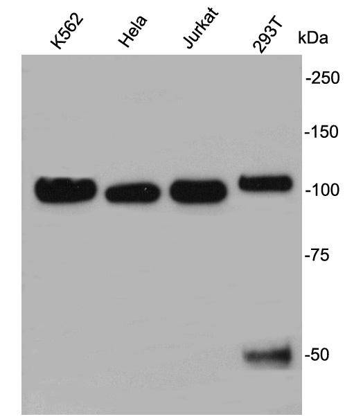 Nucleolin Antibody