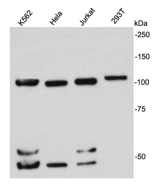 Nucleolin Antibody