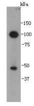 VEGFC Antibody