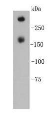 KLH Antibody