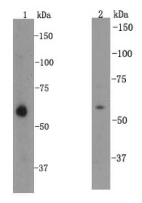 KLF4 Antibody