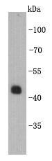 Caspase-9 Antibody