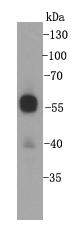 Cyclin B1 Antibody