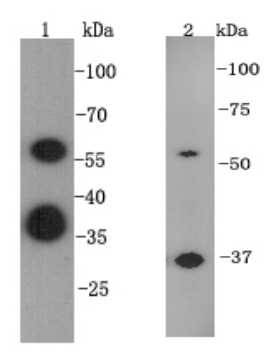 ESRRB Antibody