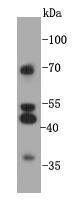 GPR132 Antibody