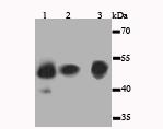 JNK1 Antibody