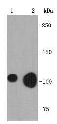 BNC1 Antibody
