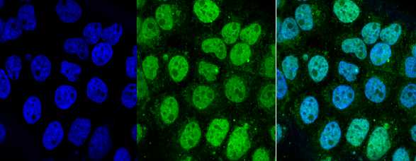 CHFR Antibody