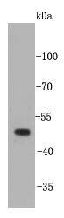 Angiopoietin-like 4 Antibody