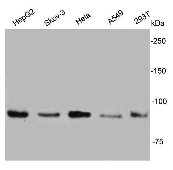 IGF1R Antibody