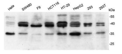 Bag1 Antibody
