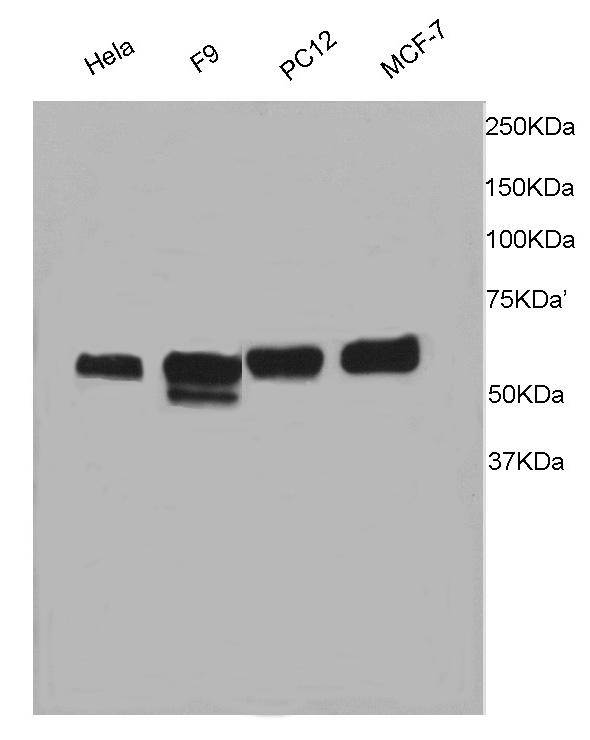 TRAF6 Antibody
