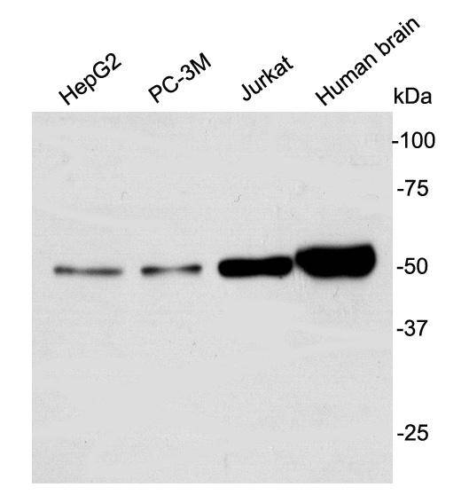 GSK3 alpha Antibody