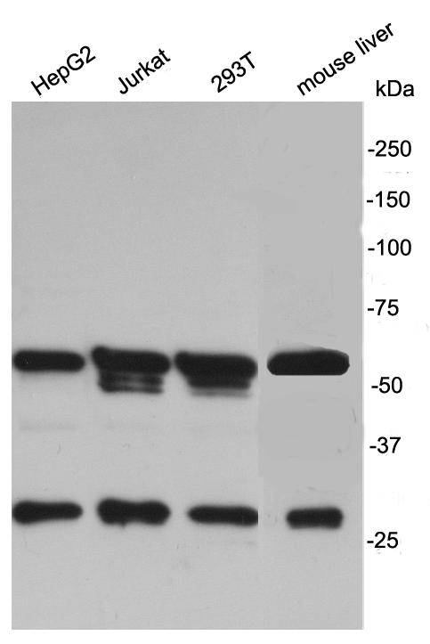 MRKN2 Antibody