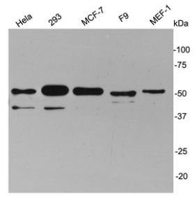 Cyclin A2 Antibody