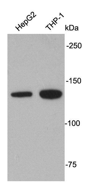 APAF1 Antibody