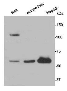 Nrf2 Antibody