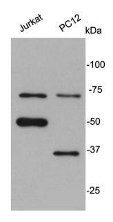 SRC Antibody