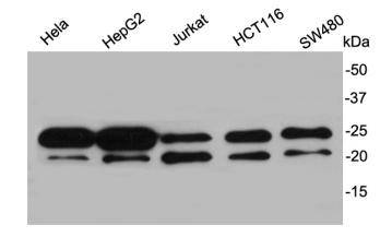 Y14 Antibody