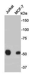 ERG Antibody