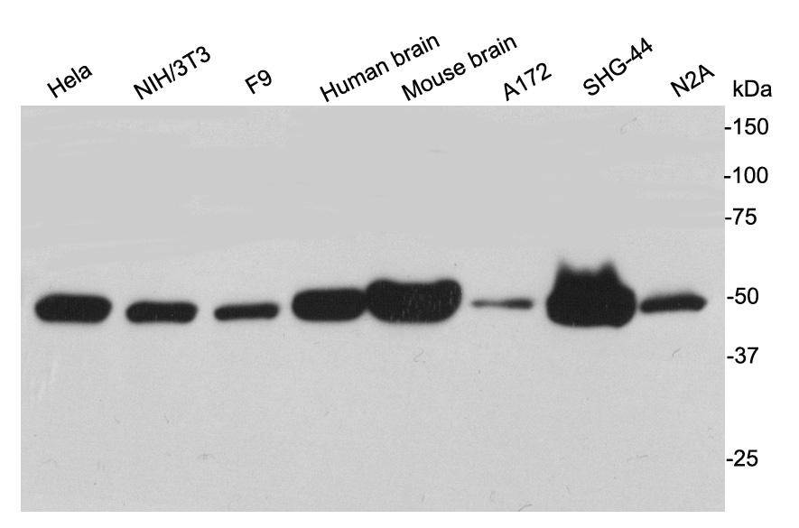 NSE Antibody