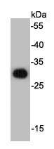 HSV Tag Antibody
