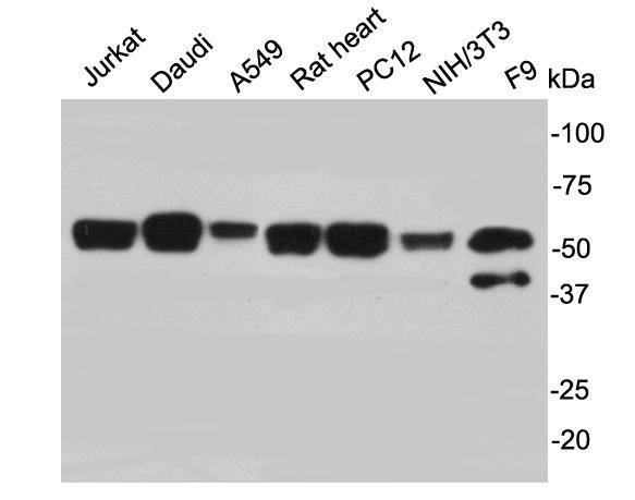 PTBP1 Antibody