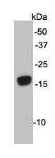 ATG12 Antibody