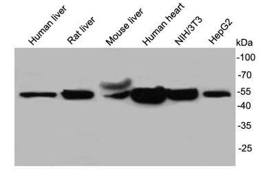 UGP2 Antibody