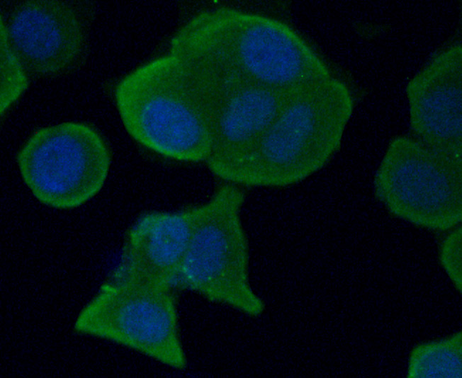 AXL Antibody