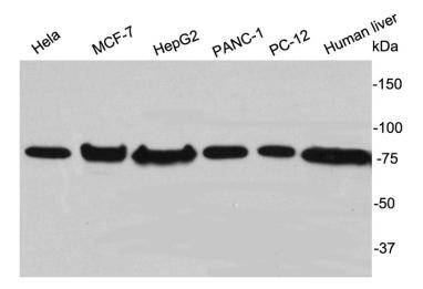 ERP72 Antibody