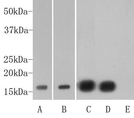 Gamma tubulin Antibody