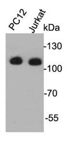 Eftud2 Antibody
