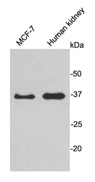 HADH Antibody