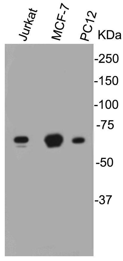 Lamin B1 Antibody