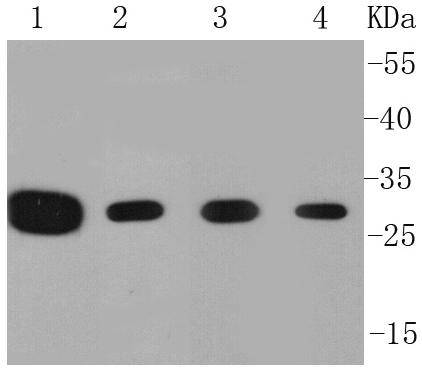 Prohibitin(Mitochondrial Marker) Antibody