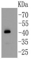 YBOX1 / YB Antibody