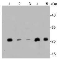 SIRT3 Antibody