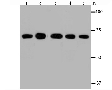 Hsc70 Antibody